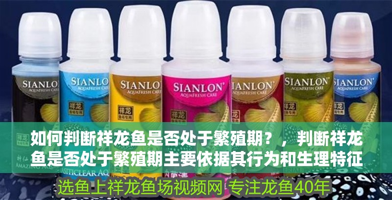 如何判斷祥龍魚是否處于繁殖期？，判斷祥龍魚是否處于繁殖期主要依據其行為和生理特征