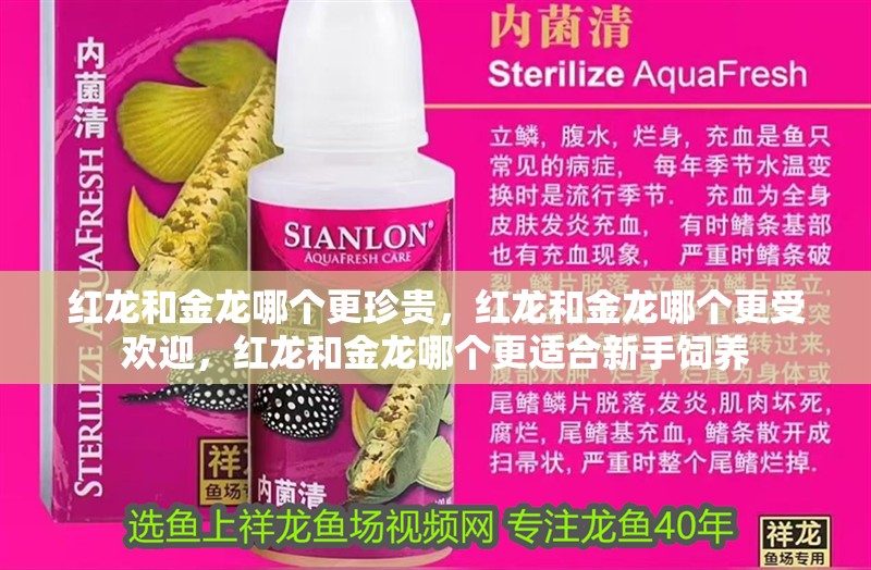 紅龍和金龍哪個更珍貴，紅龍和金龍哪個更受歡迎，紅龍和金龍哪個更適合新手飼養