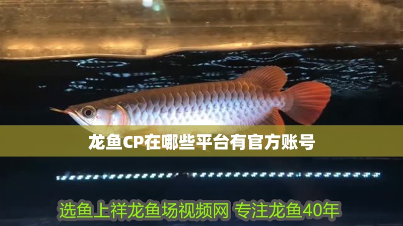 龍魚CP在哪些平臺(tái)有官方賬號(hào)