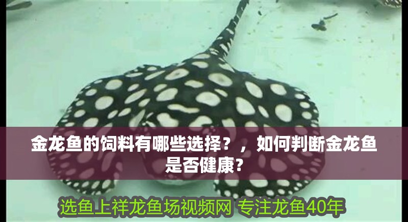 金龍魚的飼料有哪些選擇？，如何判斷金龍魚是否健康？