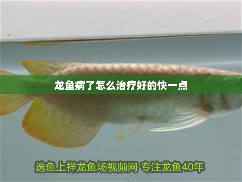 龍魚病了怎么治療好的快一點