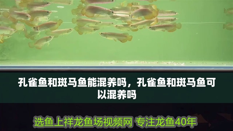 孔雀魚和斑馬魚能混養嗎，孔雀魚和斑馬魚可以混養嗎