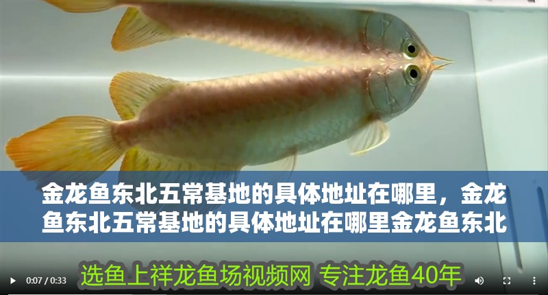 金龍魚東北五常基地的具體地址在哪里，金龍魚東北五常基地的具體地址在哪里金龍魚東北五常基地具體地址