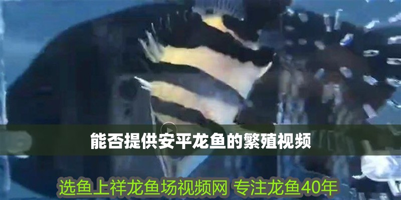 能否提供安平龍魚的繁殖視頻