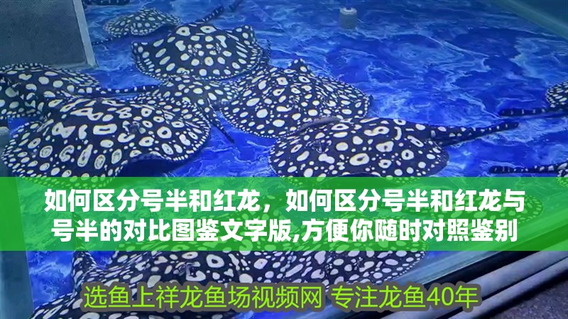 如何區(qū)分號半和紅龍，如何區(qū)分號半和紅龍與號半的對比圖鑒文字版,方便你隨時對照鑒別