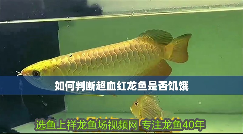 如何判斷超血紅龍魚是否饑餓