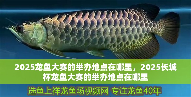 2025龍魚大賽的舉辦地點在哪里，2025長城杯龍魚大賽的舉辦地點在哪里