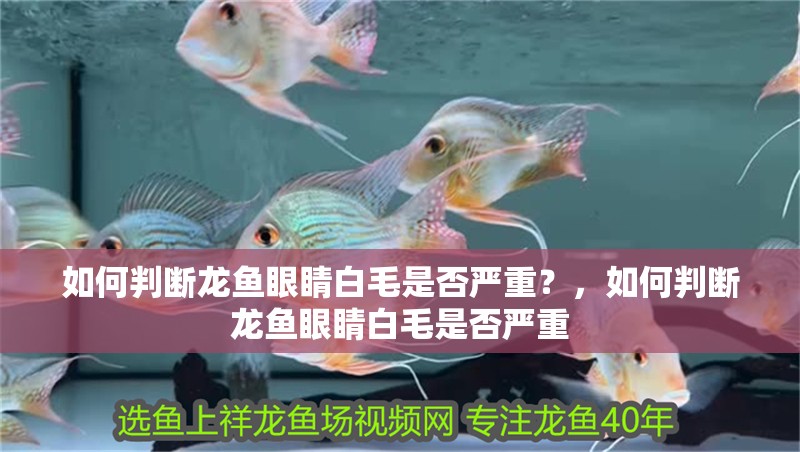 如何判斷龍魚眼睛白毛是否嚴重？，如何判斷龍魚眼睛白毛是否嚴重