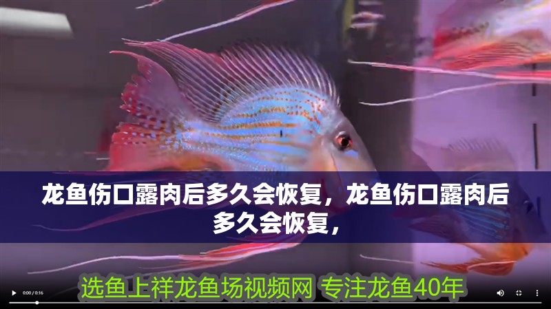 龍魚傷口露肉后多久會恢復，龍魚傷口露肉后多久會恢復，