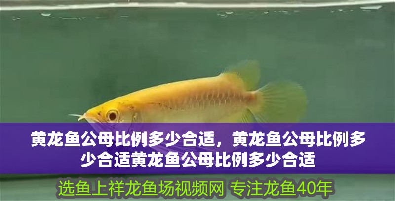 黃龍魚公母比例多少合適，黃龍魚公母比例多少合適黃龍魚公母比例多少合適