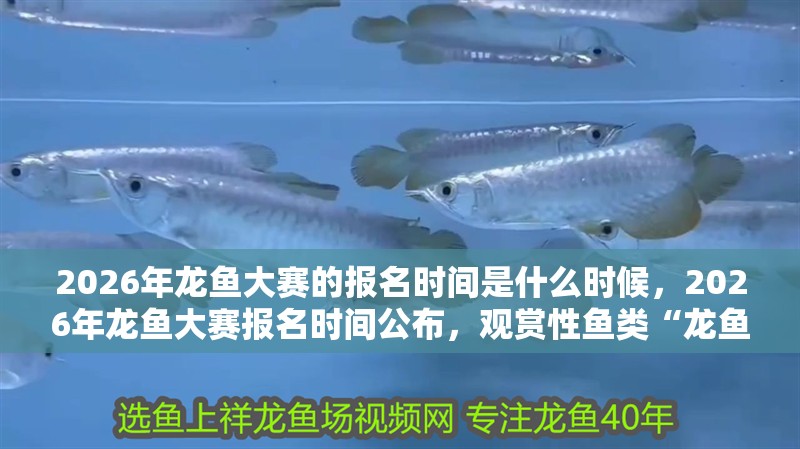 2026年龍魚大賽的報名時間是什么時候，2026年龍魚大賽報名時間公布，觀賞性魚類“龍魚”無關(guān)
