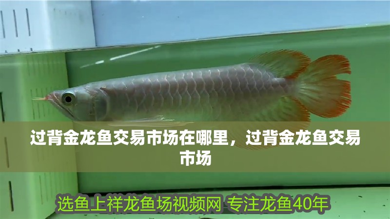 過背金龍魚交易市場在哪里，過背金龍魚交易市場