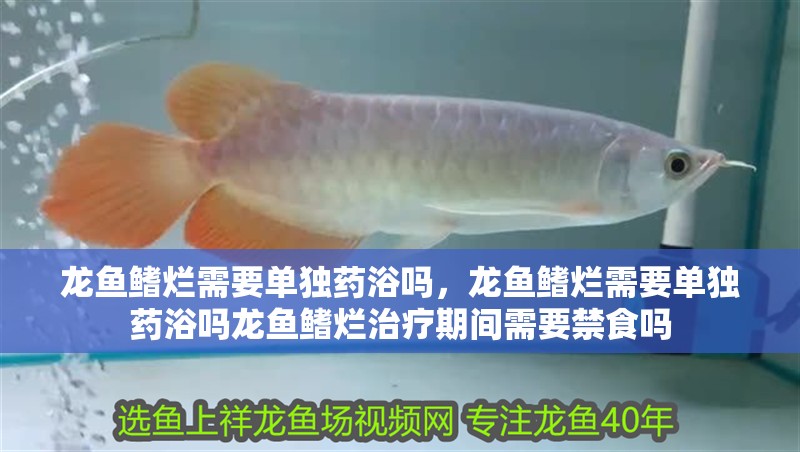 龍魚鰭爛需要單獨藥浴嗎，龍魚鰭爛需要單獨藥浴嗎龍魚鰭爛治療期間需要禁食嗎