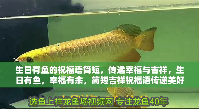 生日有魚的祝福語簡短，傳遞幸福與吉祥，生日有魚，幸福有余，簡短吉祥祝福語傳遞美好心意