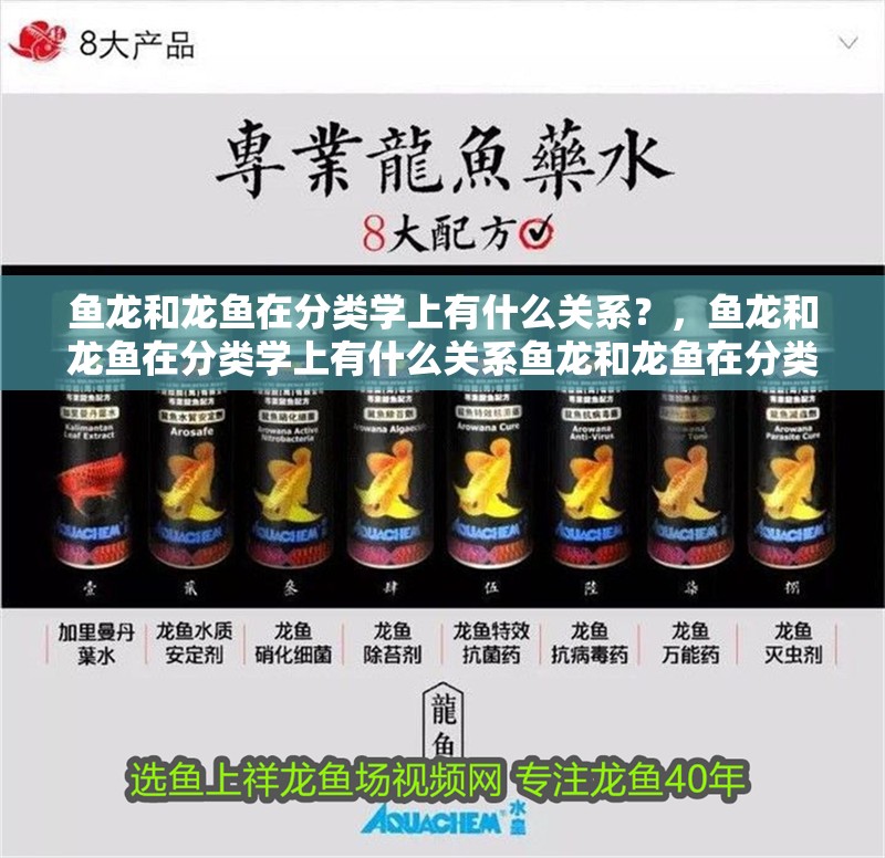 魚龍和龍魚在分類學上有什么關系？，魚龍和龍魚在分類學上有什么關系魚龍和龍魚在分類學上有什么關系