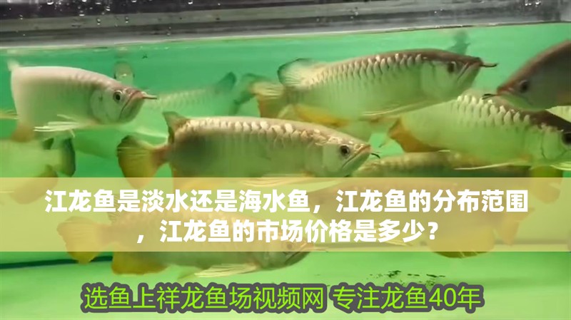 江龍魚是淡水還是海水魚，江龍魚的分布范圍，江龍魚的市場價格是多少？