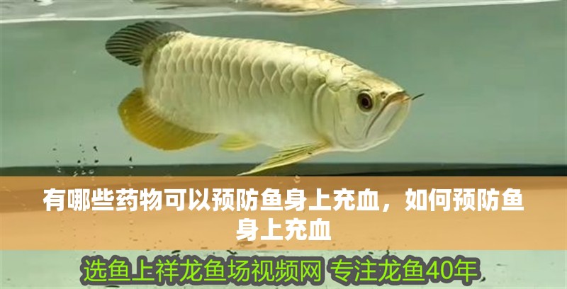 有哪些藥物可以預防魚身上充血，如何預防魚身上充血