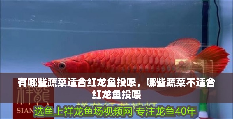 有哪些蔬菜適合紅龍魚投喂，哪些蔬菜不適合紅龍魚投喂