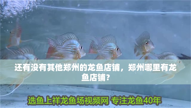 還有沒有其他鄭州的龍魚店鋪，鄭州哪里有龍魚店鋪？