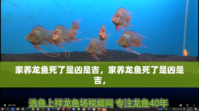 家養(yǎng)龍魚死了是兇是吉，家養(yǎng)龍魚死了是兇是吉，