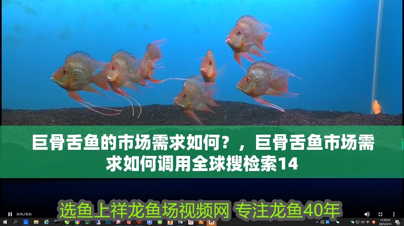 巨骨舌魚的市場需求如何？，巨骨舌魚市場需求如何調用全球搜檢索14