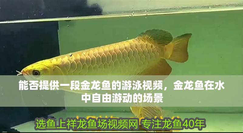 能否提供一段金龍魚的游泳視頻，金龍魚在水中自由游動的場景