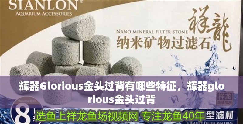 輝器Glorious金頭過背有哪些特征，輝器glorious金頭過背