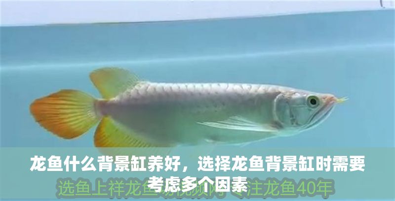 龍魚(yú)什么背景缸養(yǎng)好，選擇龍魚(yú)背景缸時(shí)需要考慮多個(gè)因素