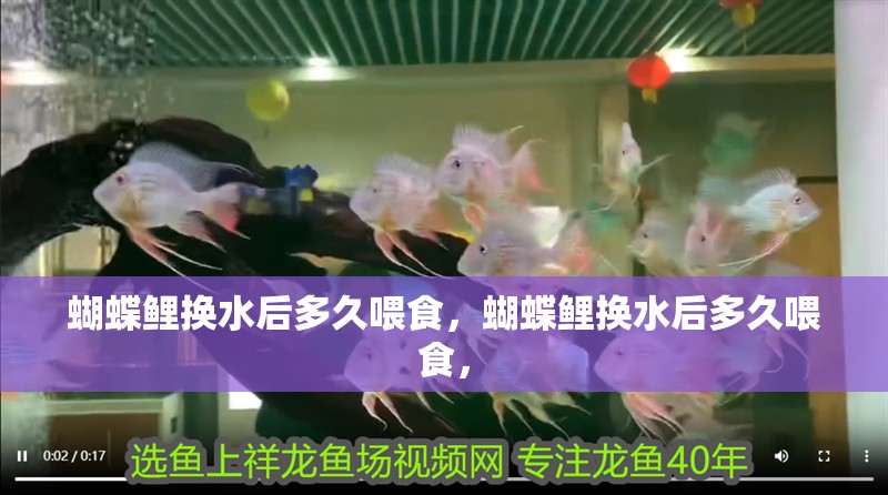 蝴蝶鯉換水后多久喂食，蝴蝶鯉換水后多久喂食，