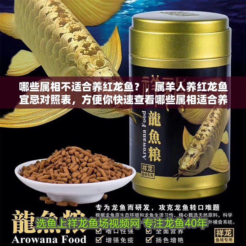 哪些屬相不適合養紅龍魚？，屬羊人養紅龍魚宜忌對照表，方便你快速查看哪些屬相適合養紅龍魚