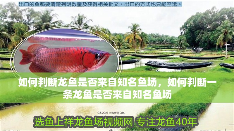 如何判斷龍魚是否來自知名魚場，如何判斷一條龍魚是否來自知名魚場