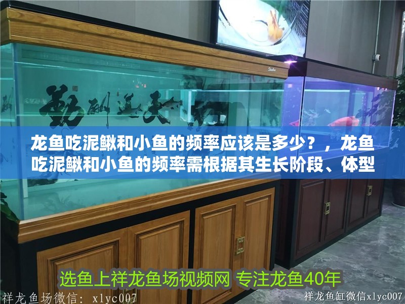 龍魚吃泥鰍和小魚的頻率應該是多少？，龍魚吃泥鰍和小魚的頻率需根據其生長階段、體型大小及健康狀況安排