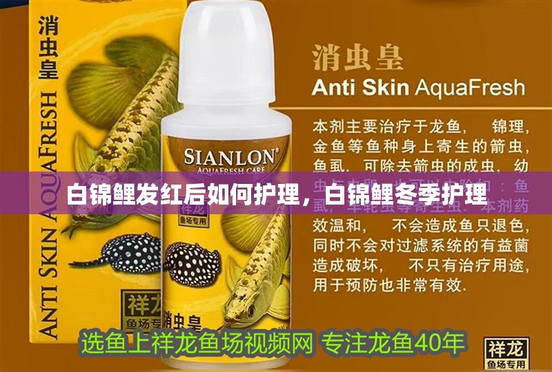白錦鯉發紅后如何護理，白錦鯉冬季護理
