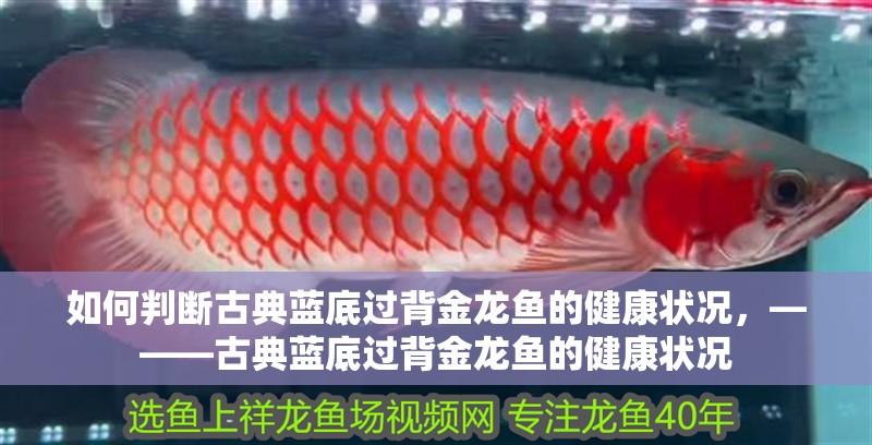 如何判斷古典藍(lán)底過(guò)背金龍魚(yú)的健康狀況，———古典藍(lán)底過(guò)背金龍魚(yú)的健康狀況