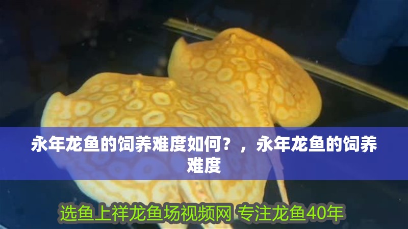 永年龍魚的飼養難度如何？，永年龍魚的飼養難度