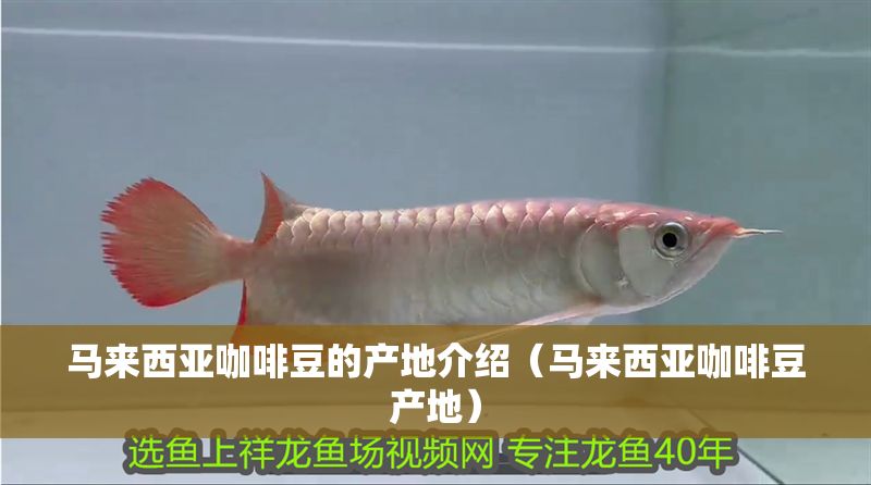 馬來西亞咖啡豆的產地介紹（馬來西亞咖啡豆產地）