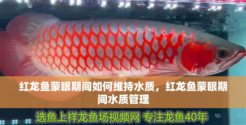 紅龍魚蒙眼期間如何維持水質，紅龍魚蒙眼期間水質管理