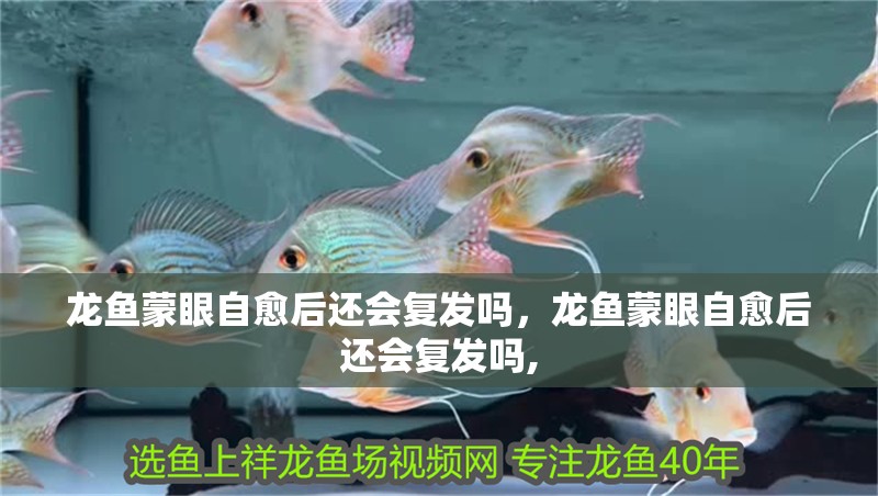 龍魚蒙眼自愈后還會復發嗎，龍魚蒙眼自愈后還會復發嗎,