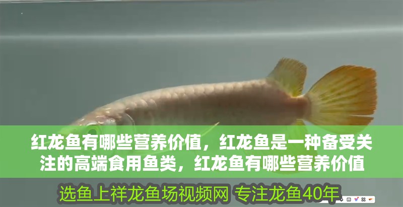 紅龍魚有哪些營(yíng)養(yǎng)價(jià)值，紅龍魚是一種備受關(guān)注的高端食用魚類，紅龍魚有哪些營(yíng)養(yǎng)價(jià)值