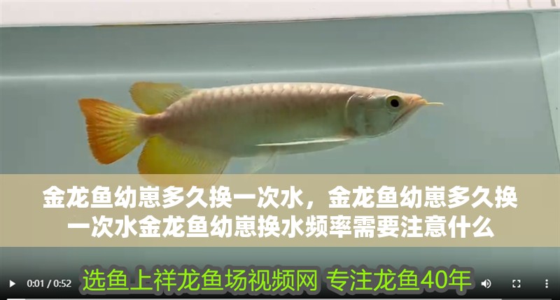 金龍魚幼崽多久換一次水，金龍魚幼崽多久換一次水金龍魚幼崽換水頻率需要注意什么
