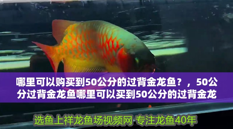 哪里可以購買到50公分的過背金龍魚？，50公分過背金龍魚哪里可以買到50公分的過背金龍魚