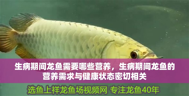 生病期間龍魚需要哪些營養(yǎng)，生病期間龍魚的營養(yǎng)需求與健康狀態(tài)密切相關(guān)