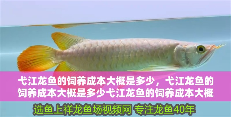 弋江龍魚的飼養(yǎng)成本大概是多少，弋江龍魚的飼養(yǎng)成本大概是多少弋江龍魚的飼養(yǎng)成本大概是多少