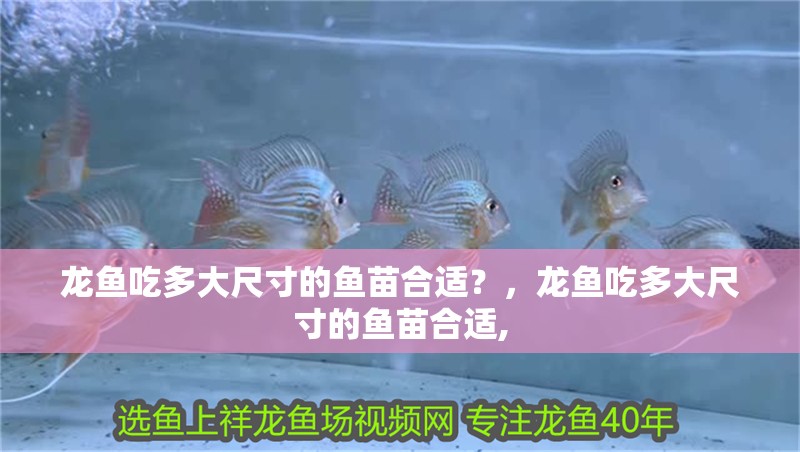 龍魚吃多大尺寸的魚苗合適？，龍魚吃多大尺寸的魚苗合適,