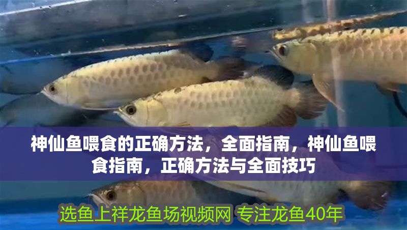 神仙魚喂食的正確方法，全面指南，神仙魚喂食指南，正確方法與全面技巧