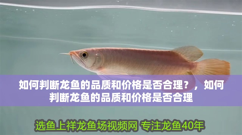 如何判斷龍魚的品質和價格是否合理？，如何判斷龍魚的品質和價格是否合理