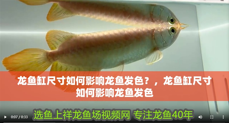 龍魚缸尺寸如何影響龍魚發色？，龍魚缸尺寸如何影響龍魚發色
