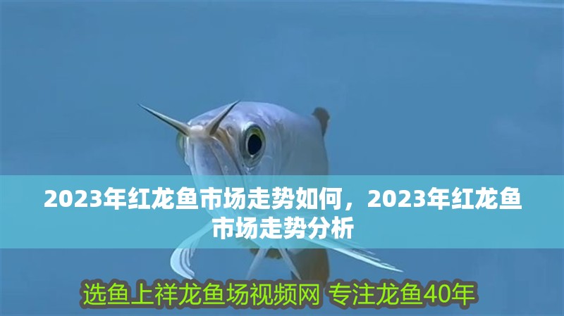 2023年紅龍魚市場走勢如何，2023年紅龍魚市場走勢分析