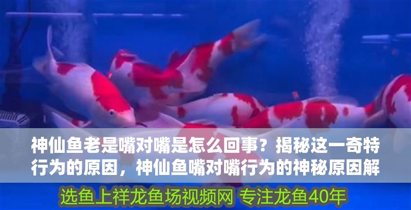神仙魚老是嘴對嘴是怎么回事？揭秘這一奇特行為的原因，神仙魚嘴對嘴行為的神秘原因解析