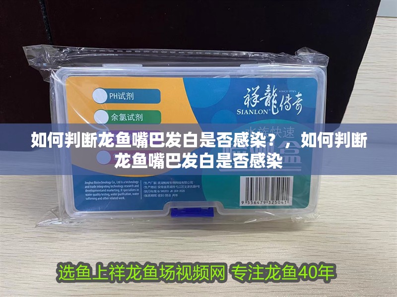 如何判斷龍魚嘴巴發白是否感染？，如何判斷龍魚嘴巴發白是否感染